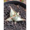 2325. Sanseveria Pinguin White Embos