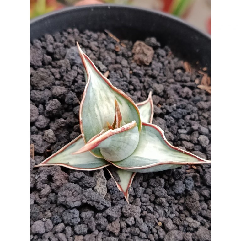 2325. Sanseveria Pinguin White Embos