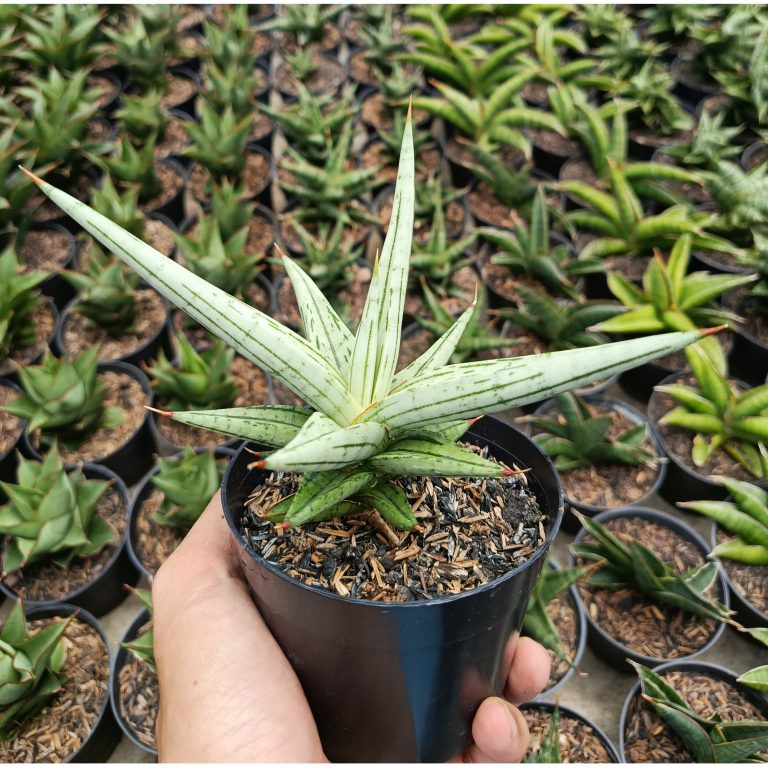 1464. Sansevieria Quentin Hybrid size 14 cm