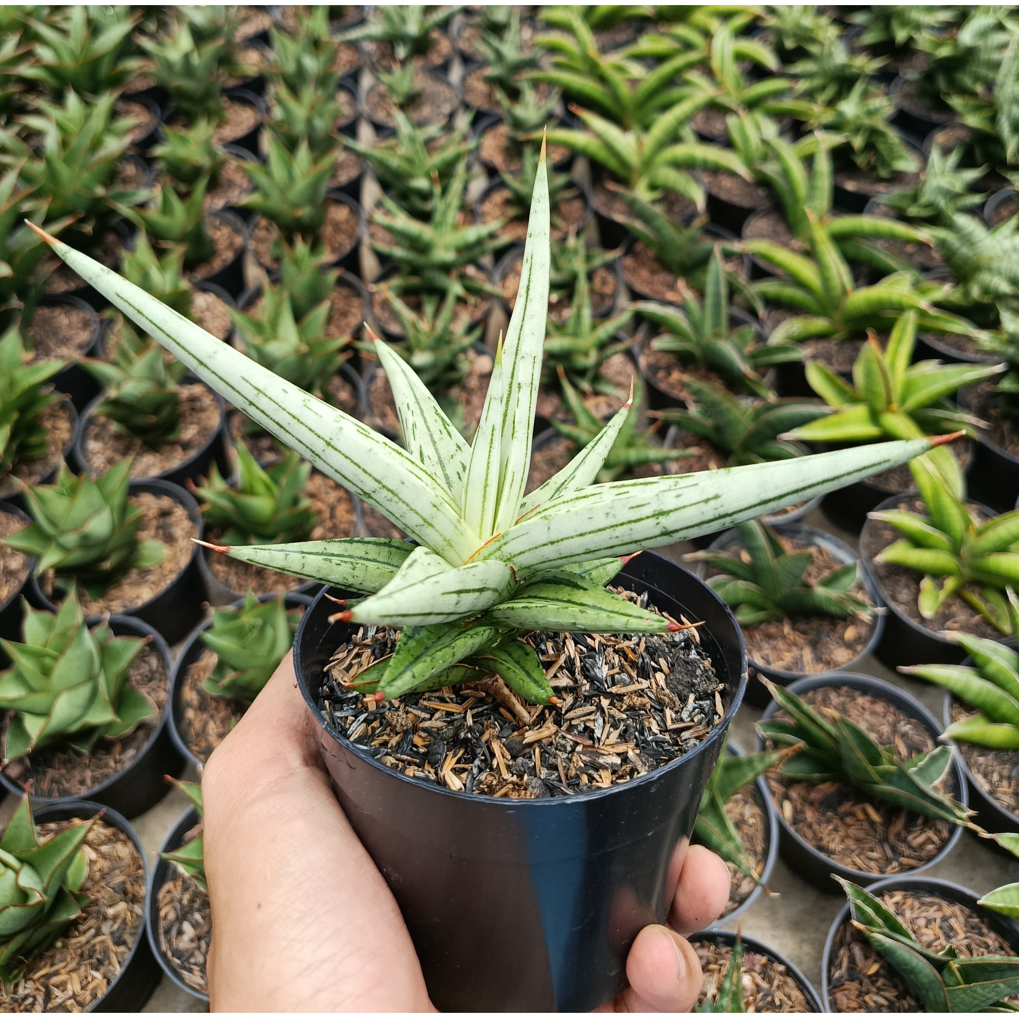 1464. Sansevieria Quentin Hybrid size 14 cm