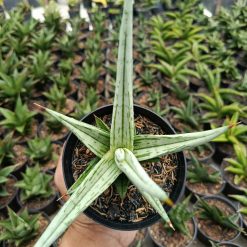 Alternative view of 1464. Sansevieria Quentin Hybrid size 14 cm