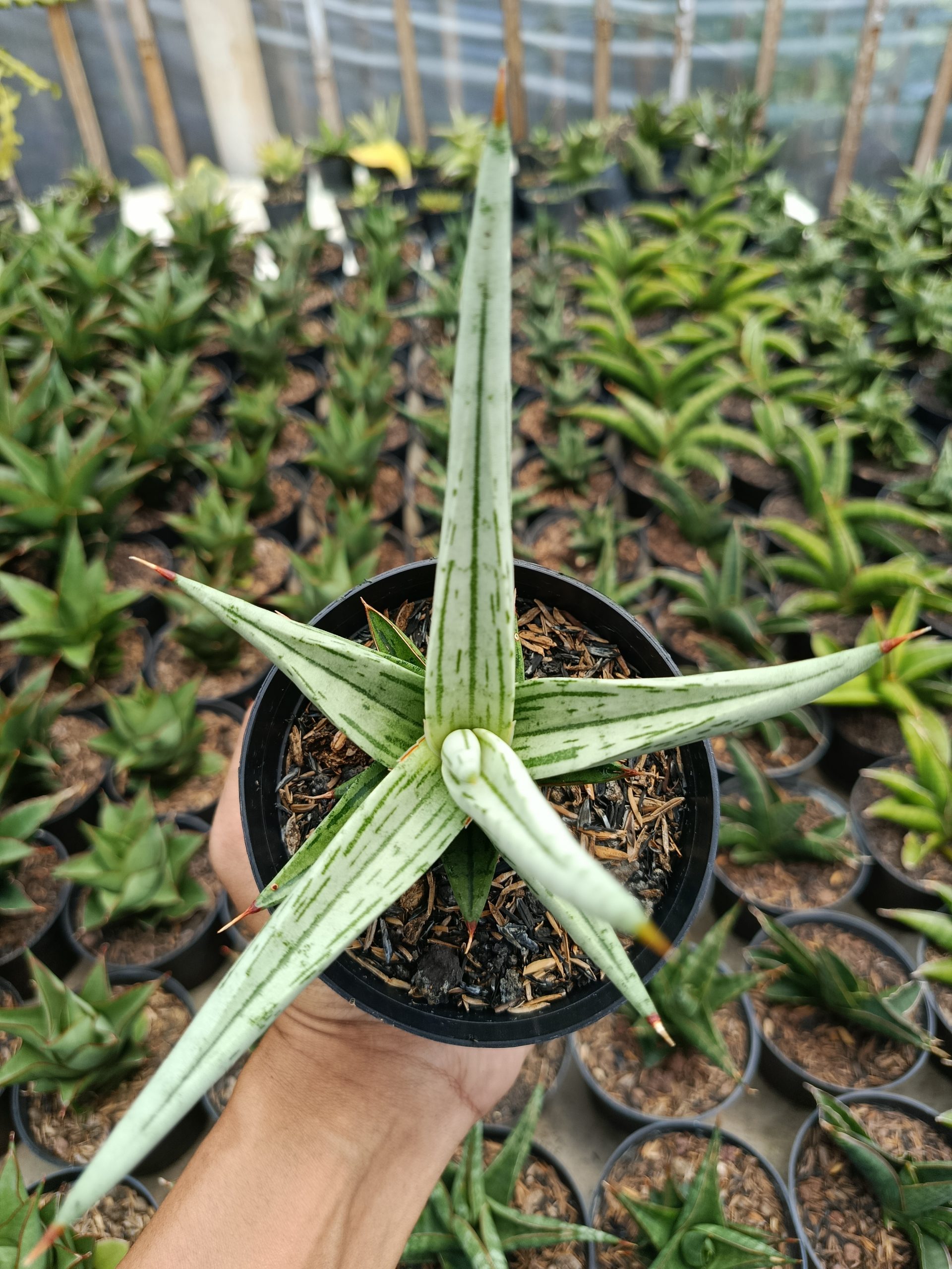 1464. Sansevieria Quentin Hybrid size 14 cm - Image 2