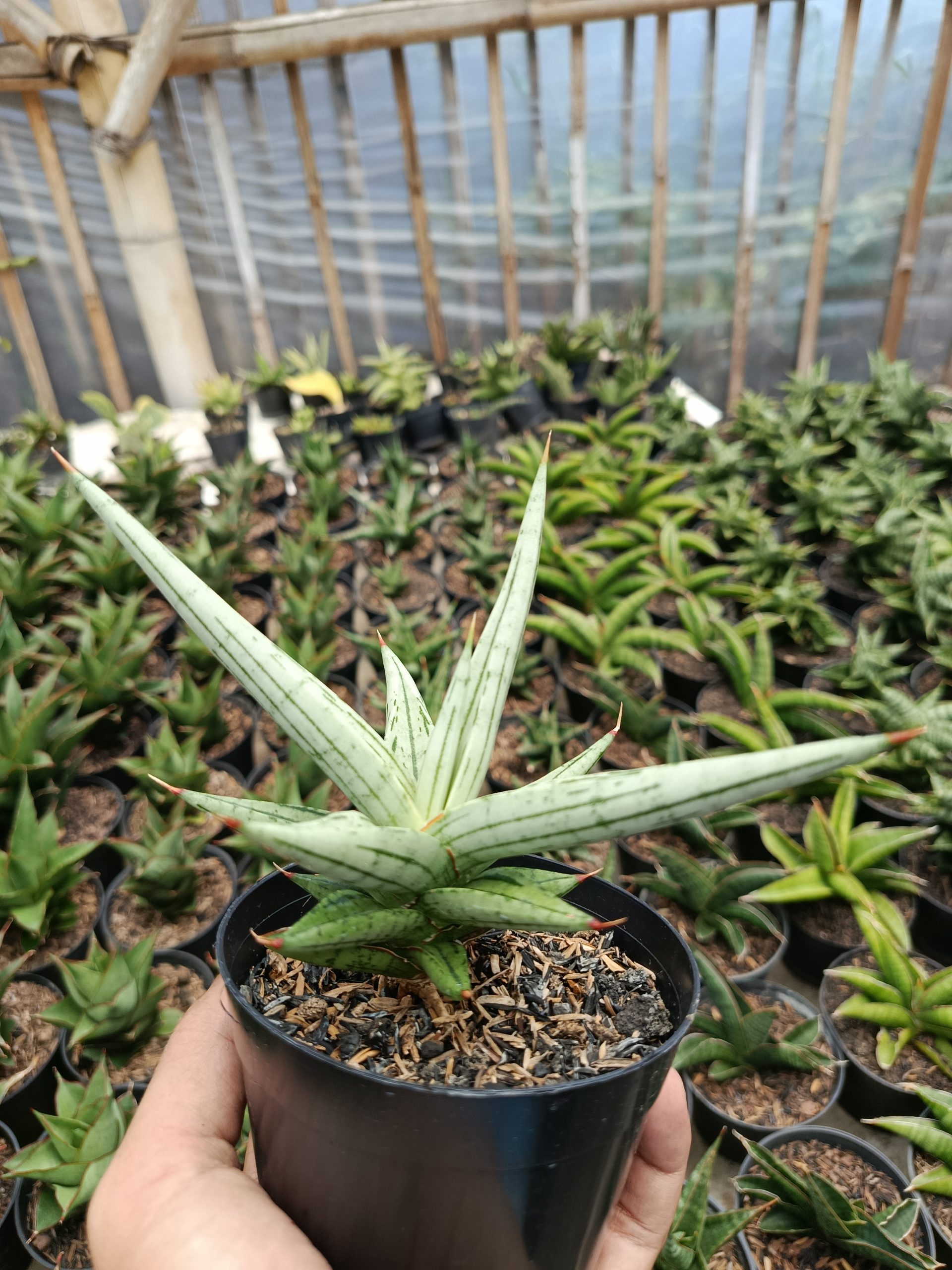 1464. Sansevieria Quentin Hybrid size 14 cm - Image 3