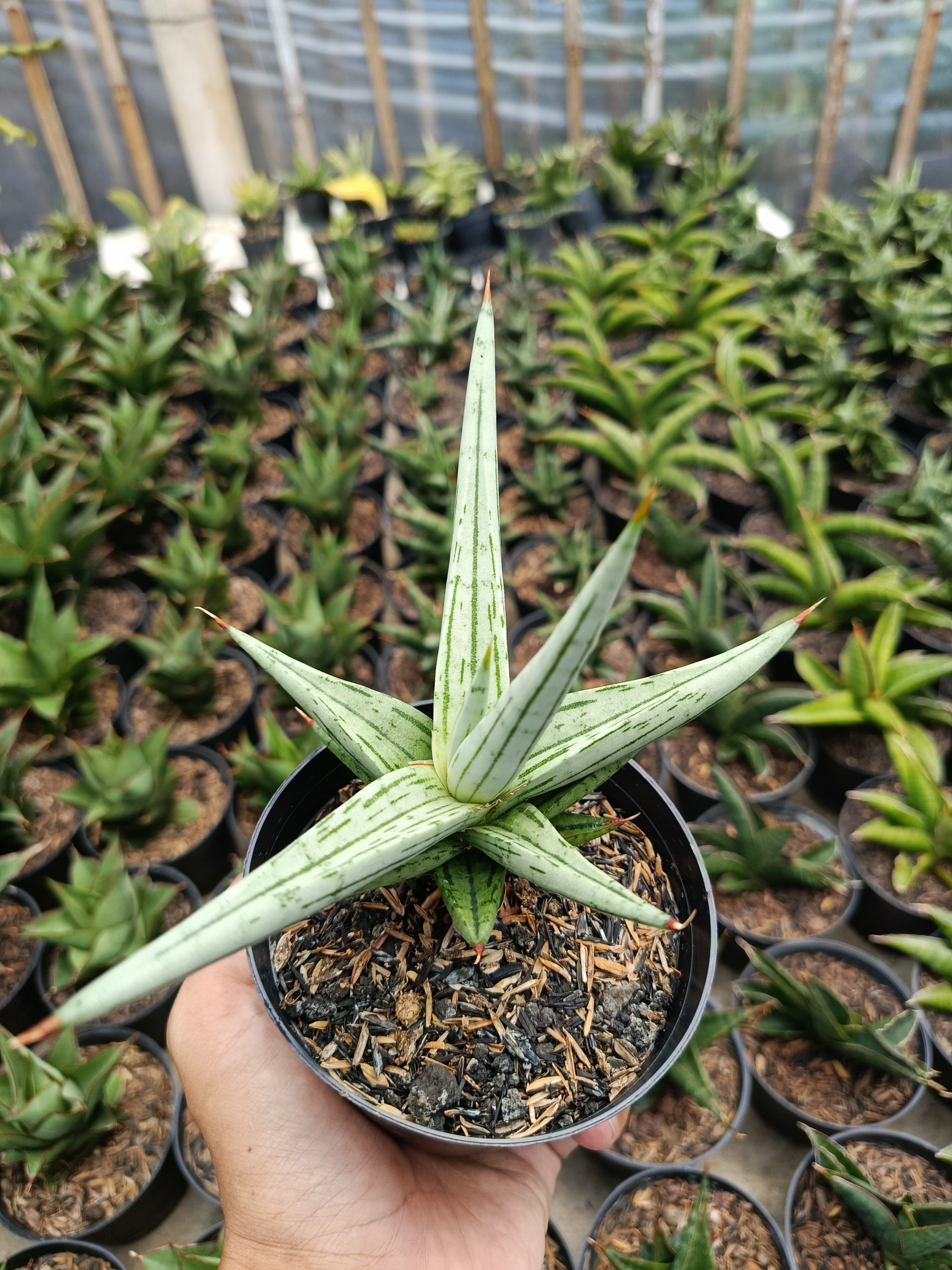 1464. Sansevieria Quentin Hybrid size 14 cm - Image 4