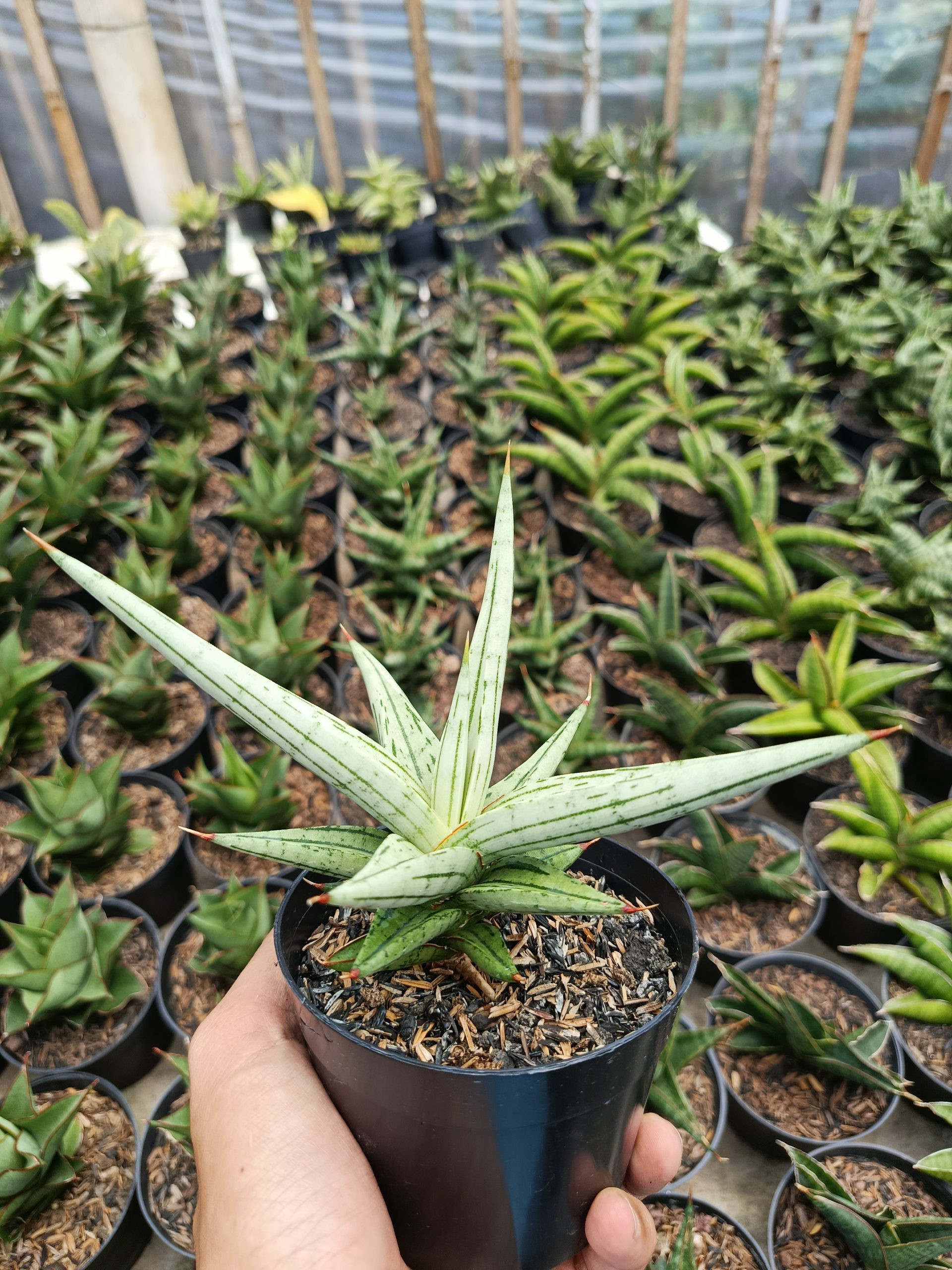 1464. Sansevieria Quentin Hybrid size 14 cm - Image 5