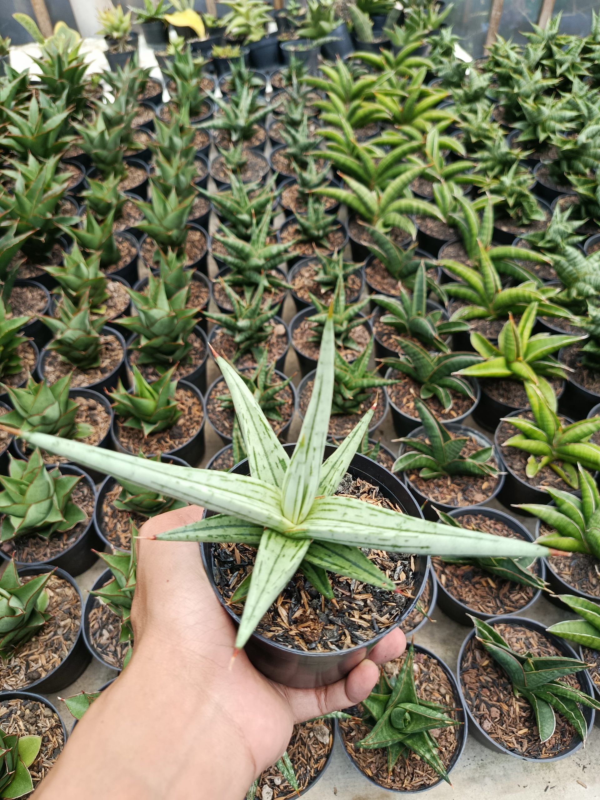 1464. Sansevieria Quentin Hybrid size 14 cm - Image 6