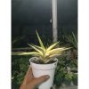 2304. Sanseveria Royal Crown Varigated Rousete