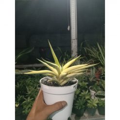 2304. Sanseveria Royal Crown Varigated Rousete