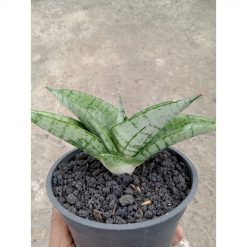 1824. Sansevieria Satria