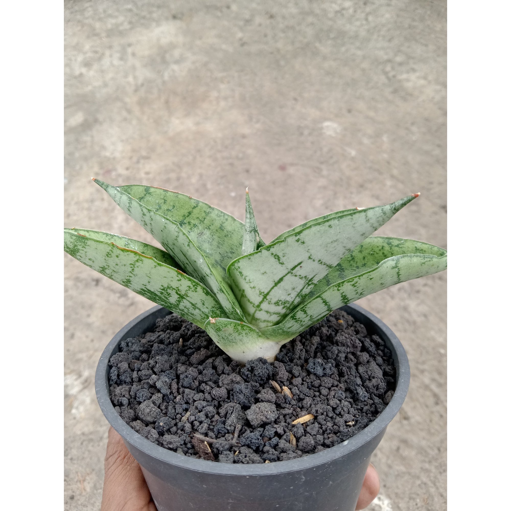 1824. Sansevieria Satria