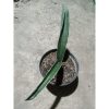 2264. Sanseveria Scimi Black