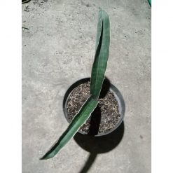 2264. Sanseveria Scimi Black