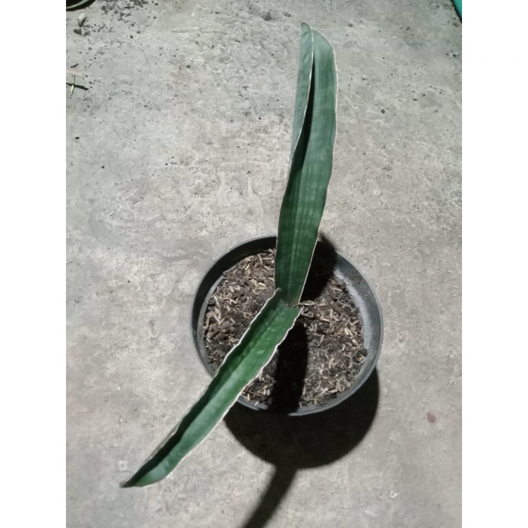 2264. Sanseveria Scimi Black