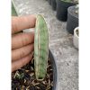 1836. Sansevieria Silver Bat