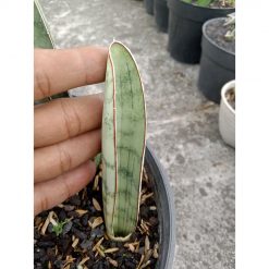 1836. Sansevieria Silver Bat