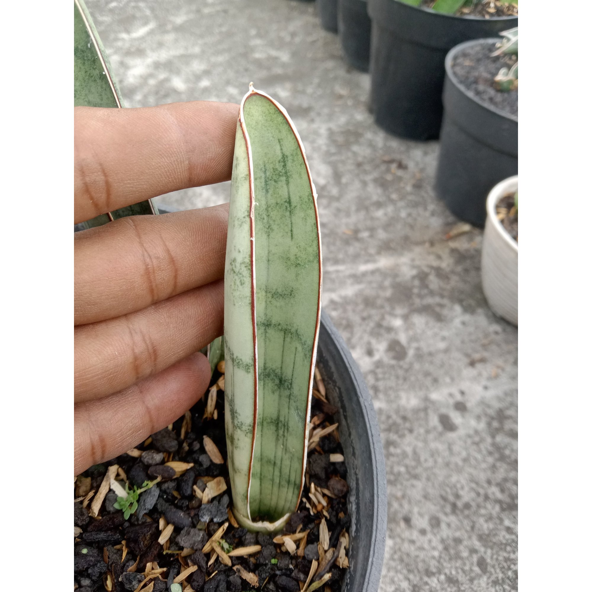 1836. Sansevieria Silver Bat