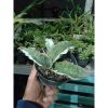 2307. Sanseveria Silver Blue