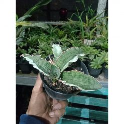 2307. Sanseveria Silver Blue
