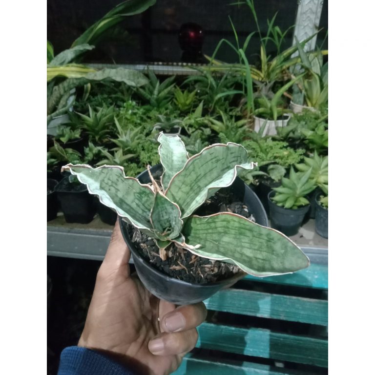 2307. Sanseveria Silver Blue