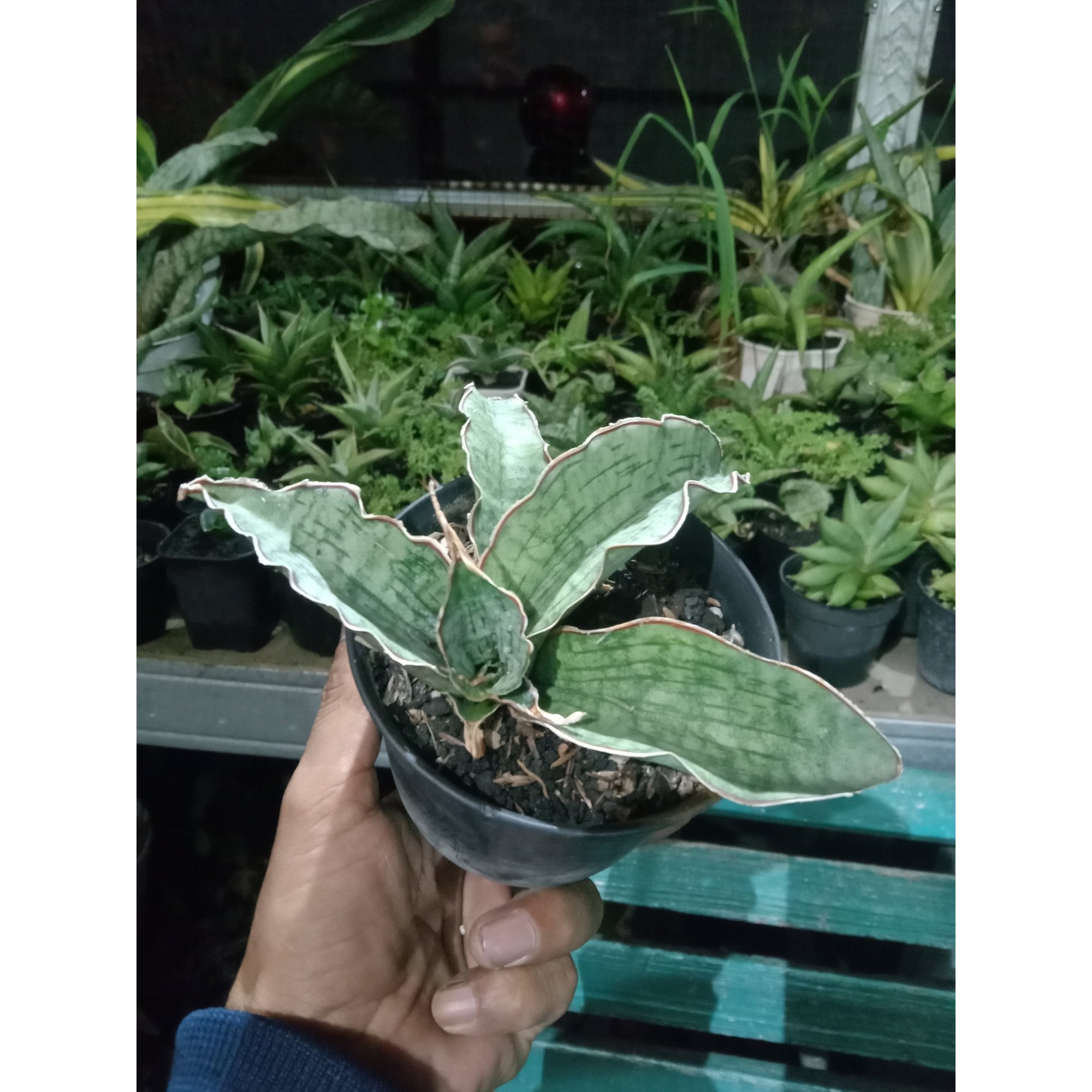 2307. Sanseveria Silver Blue