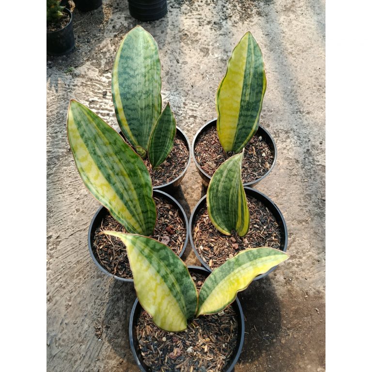 1781. Sansevieria Tanzania Sp Variegated 5 Pcs