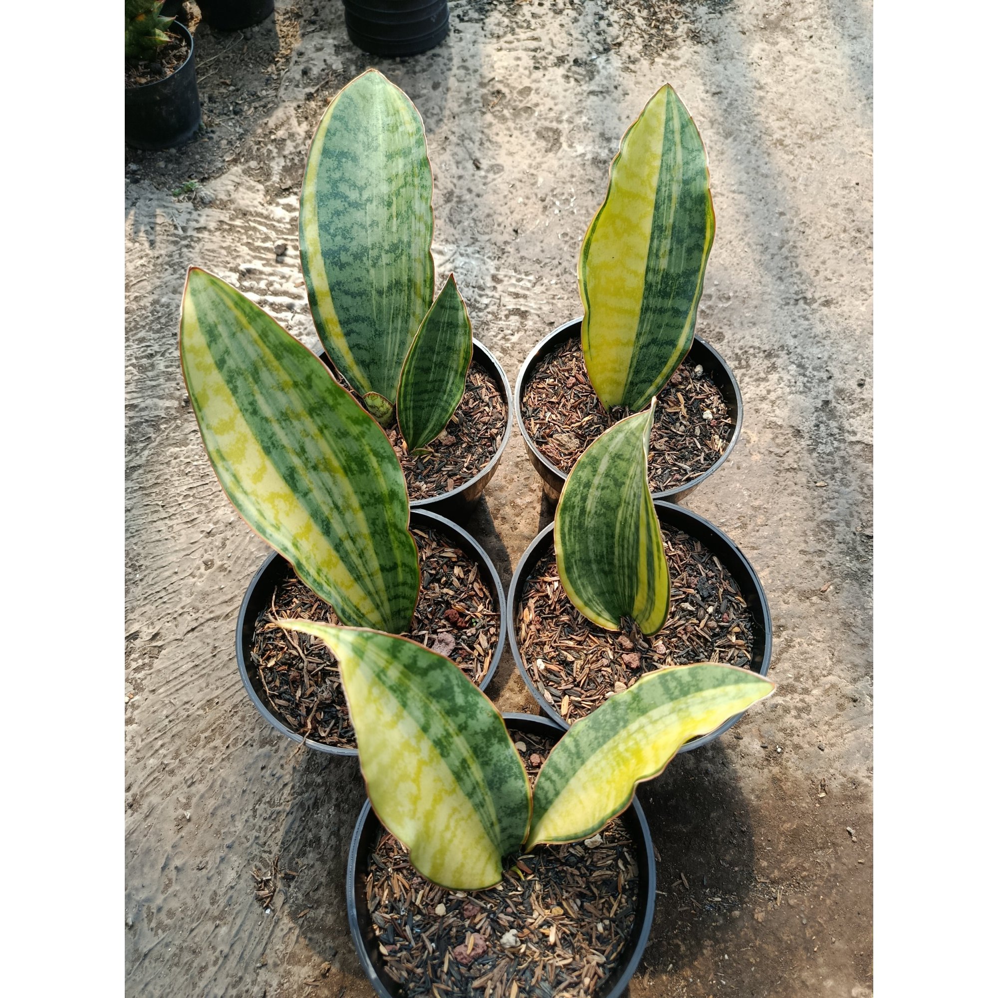 1781. Sansevieria Tanzania Sp Variegated 5 Pcs
