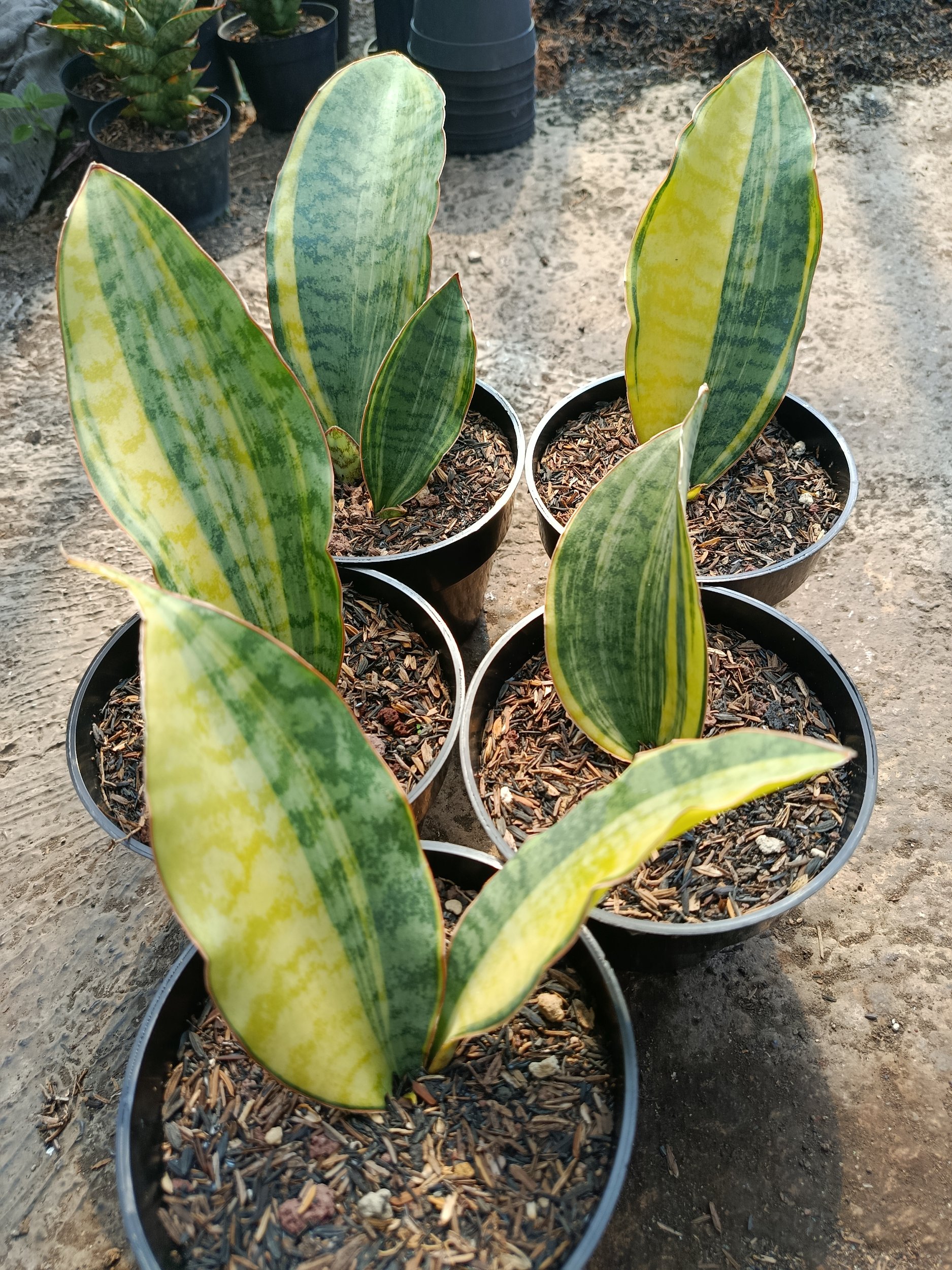 1781. Sansevieria Tanzania Sp Variegated 5 Pcs - Image 2