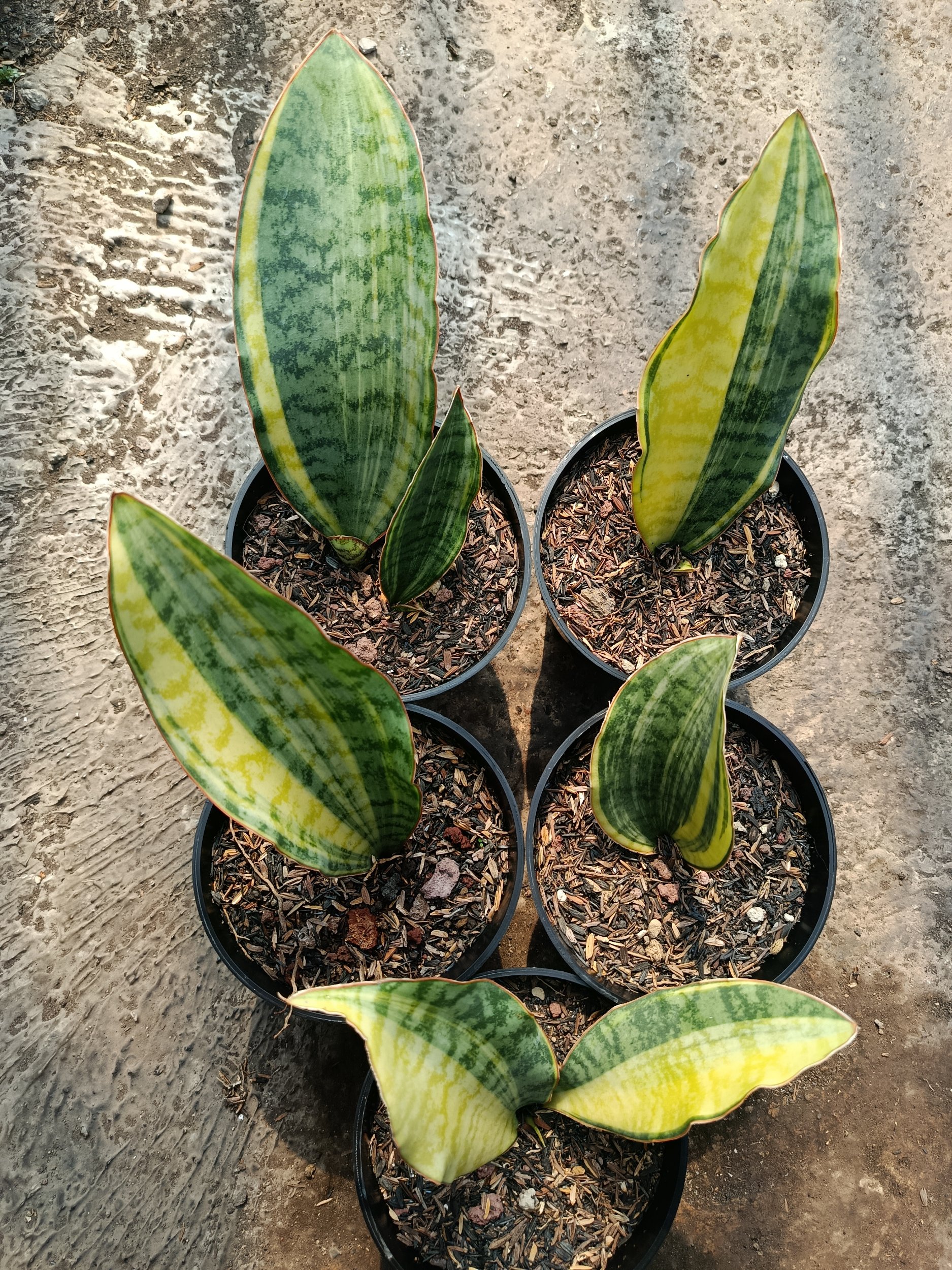1781. Sansevieria Tanzania Sp Variegated 5 Pcs - Image 3