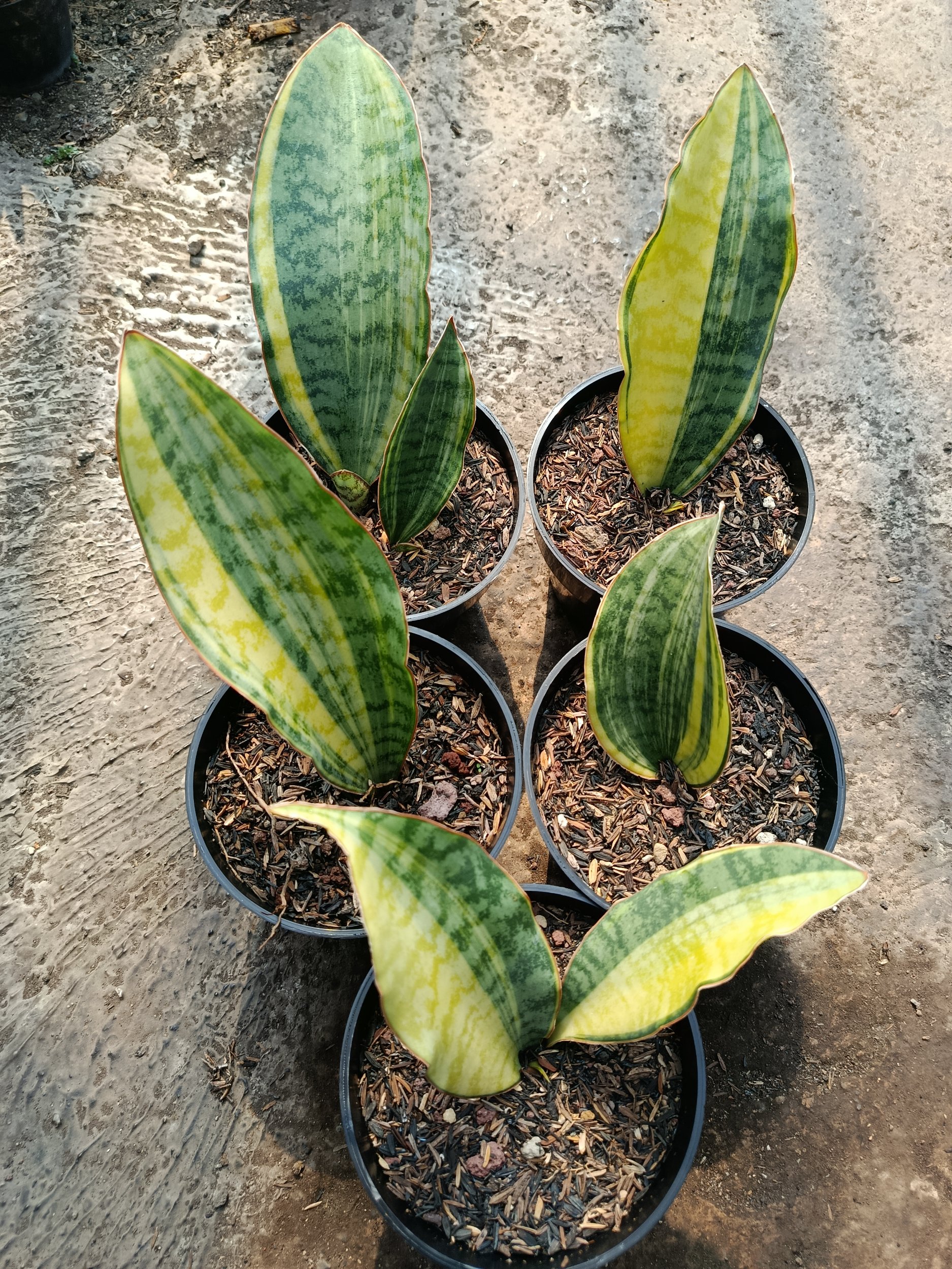 1781. Sansevieria Tanzania Sp Variegated 5 Pcs - Image 4