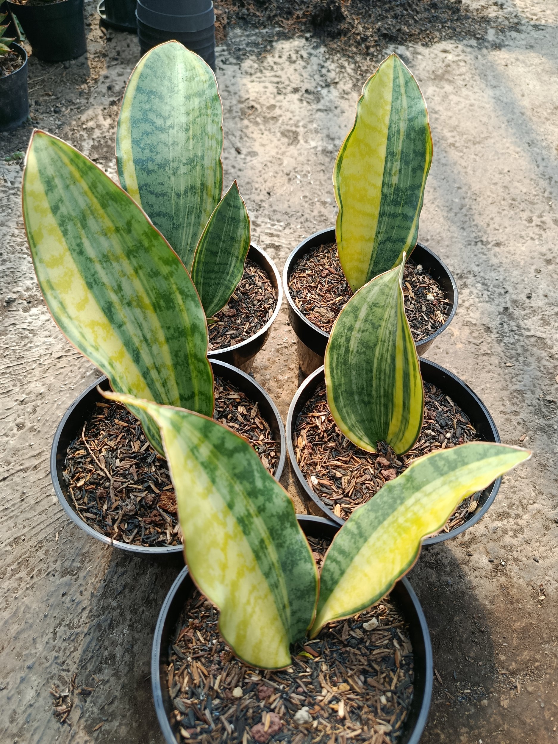 1781. Sansevieria Tanzania Sp Variegated 5 Pcs - Image 5