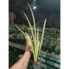 2309. Sanseveria Stella Varigated