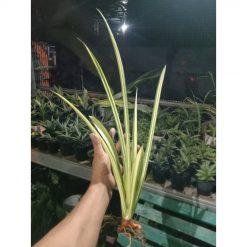 2309. Sanseveria Stella Varigated