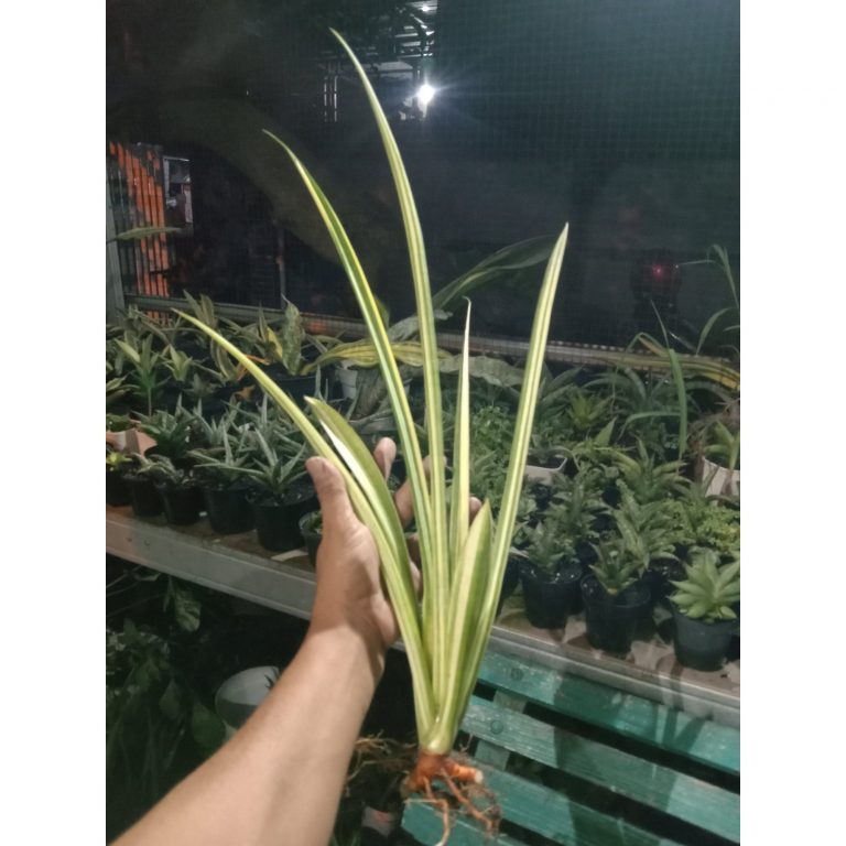 2309. Sanseveria Stella Varigated