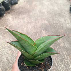 Alternative view of 2311. Sanseveria Ybrid Goflame