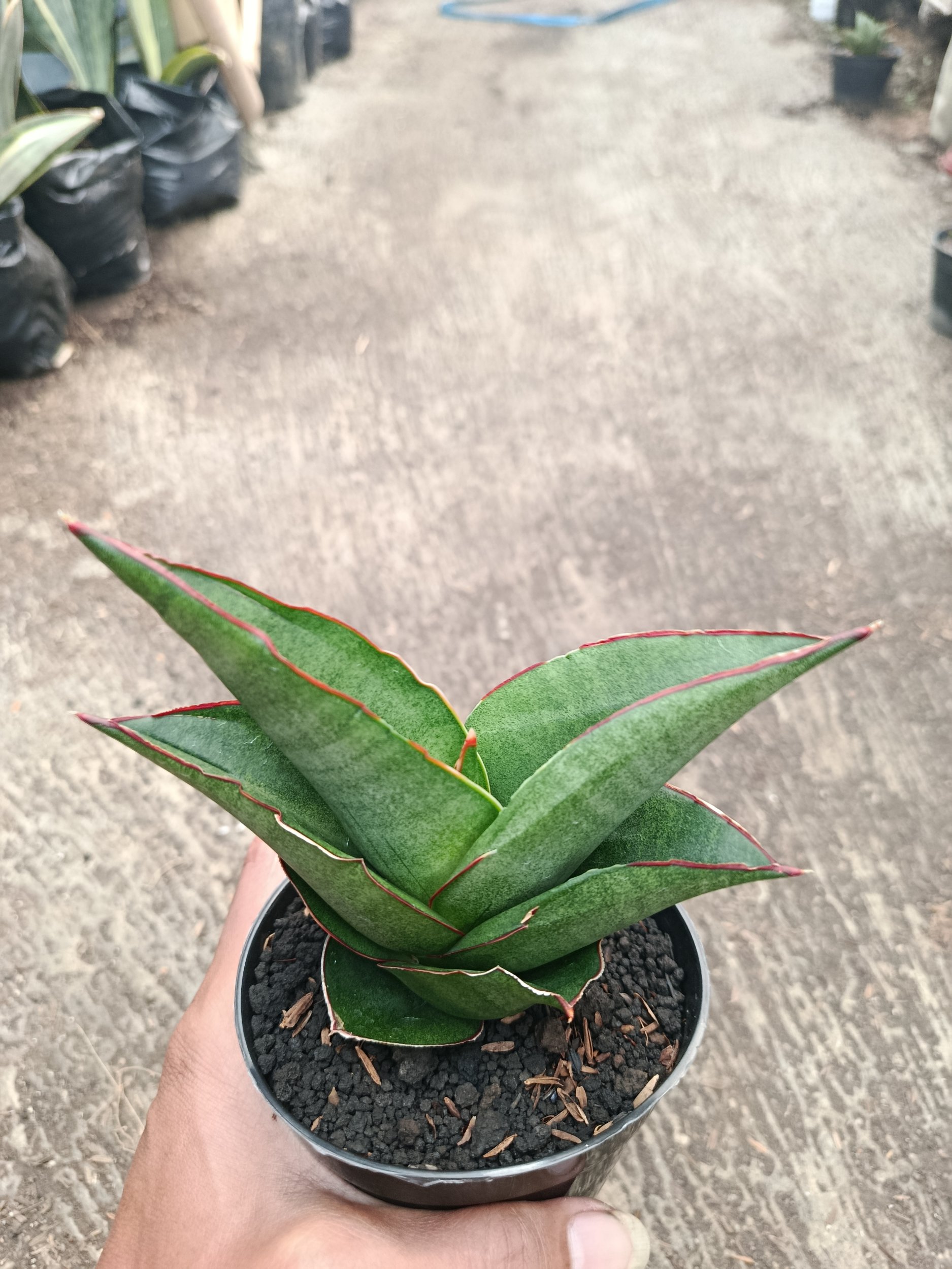 2311. Sanseveria Ybrid Goflame - Image 2