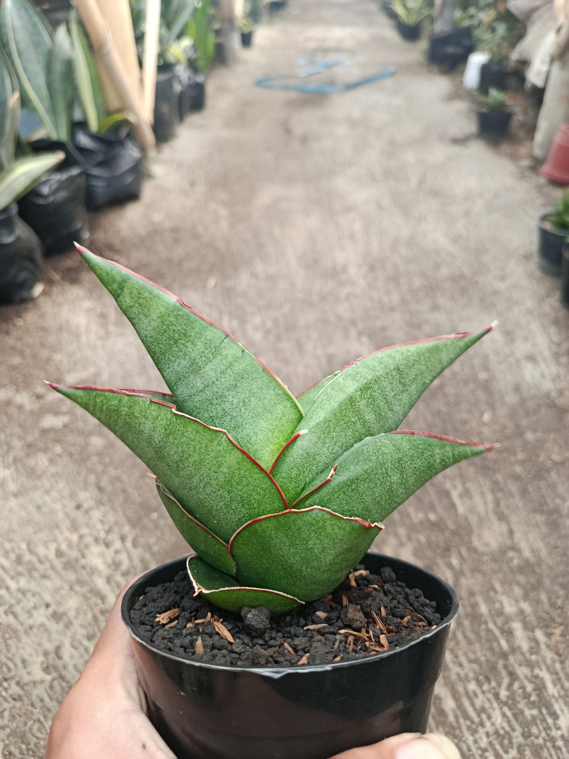 2311. Sanseveria Ybrid Goflame - Image 3