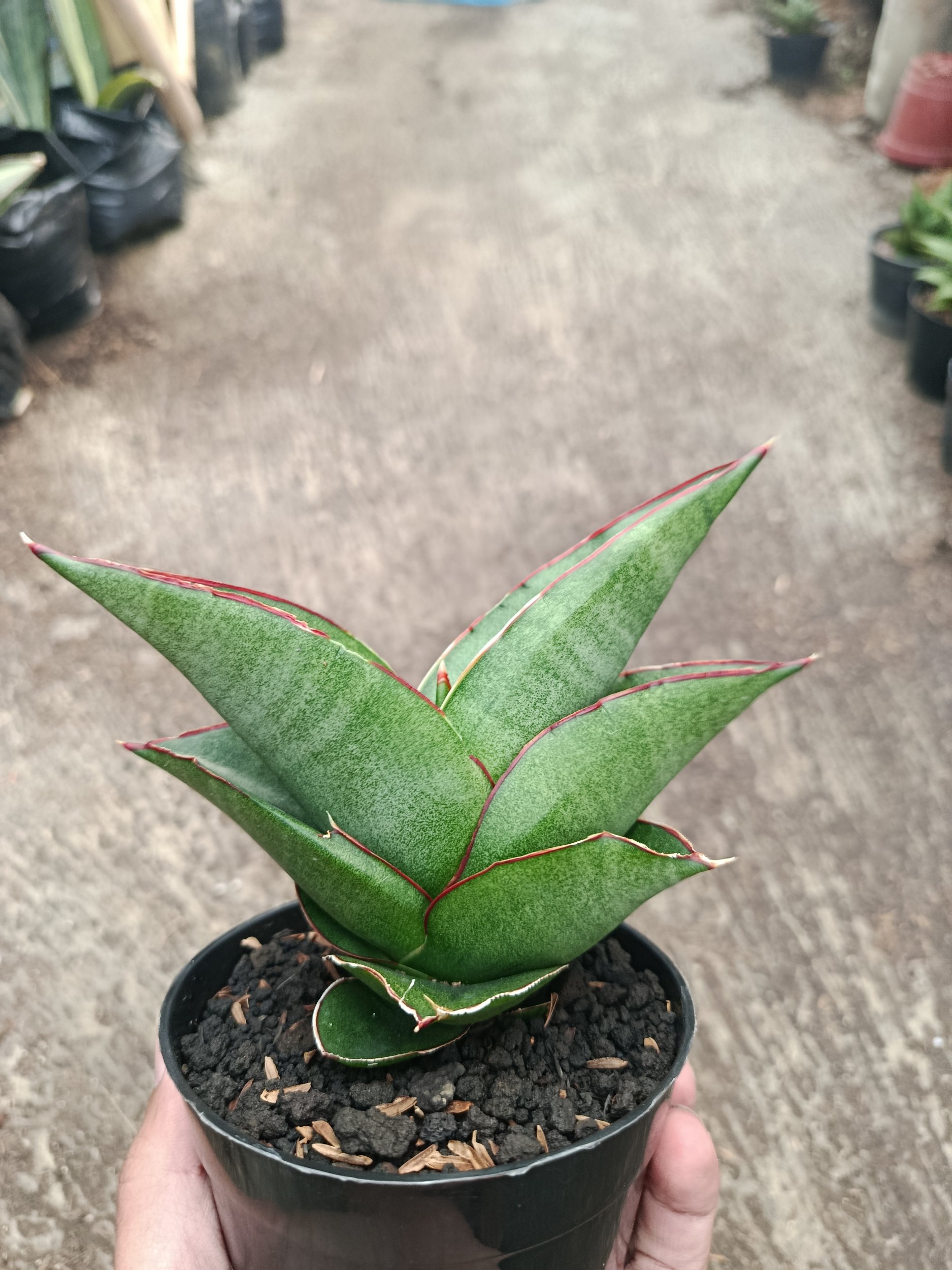 2311. Sanseveria Ybrid Goflame - Image 4