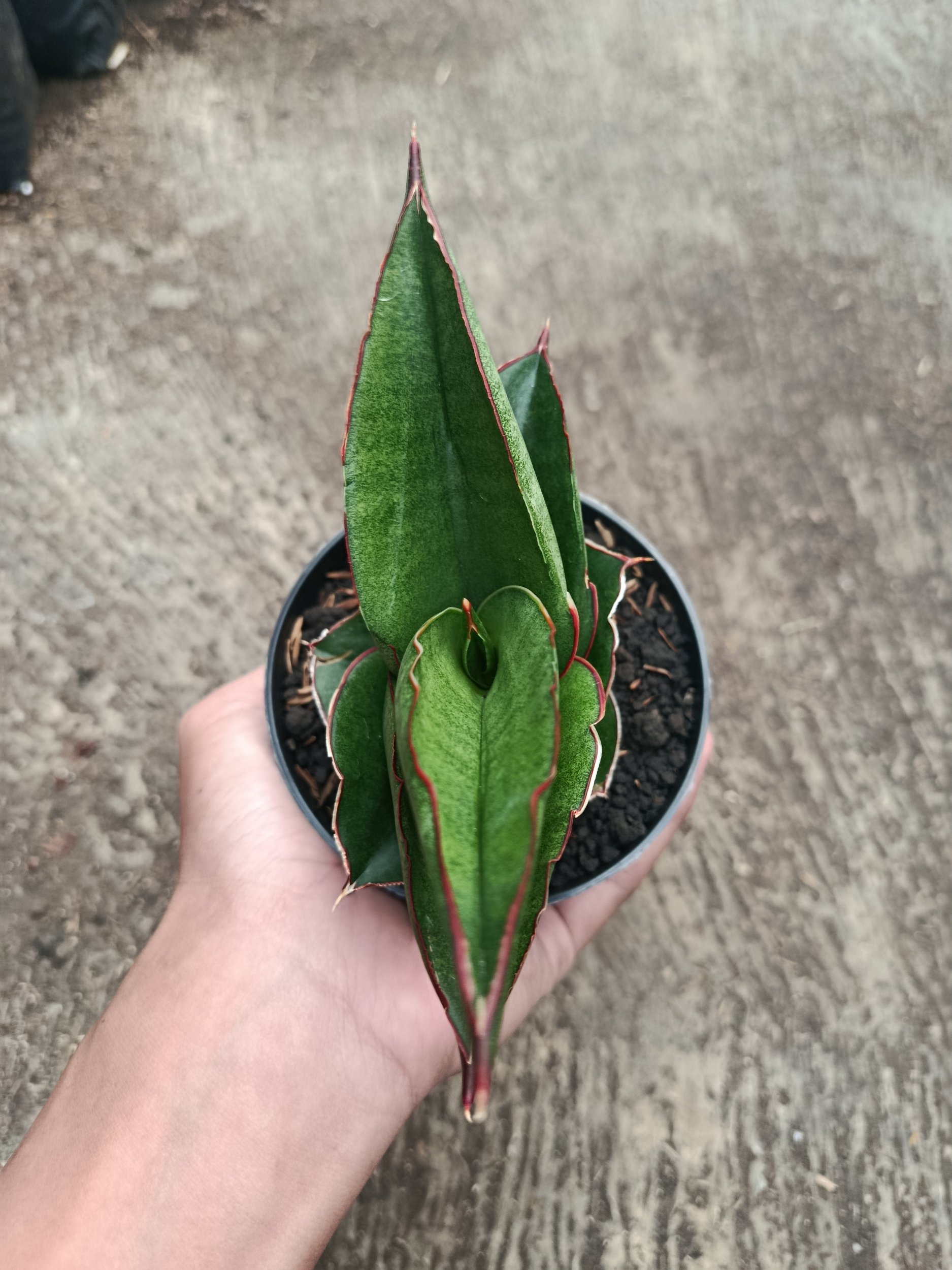 2311. Sanseveria Ybrid Goflame - Image 5