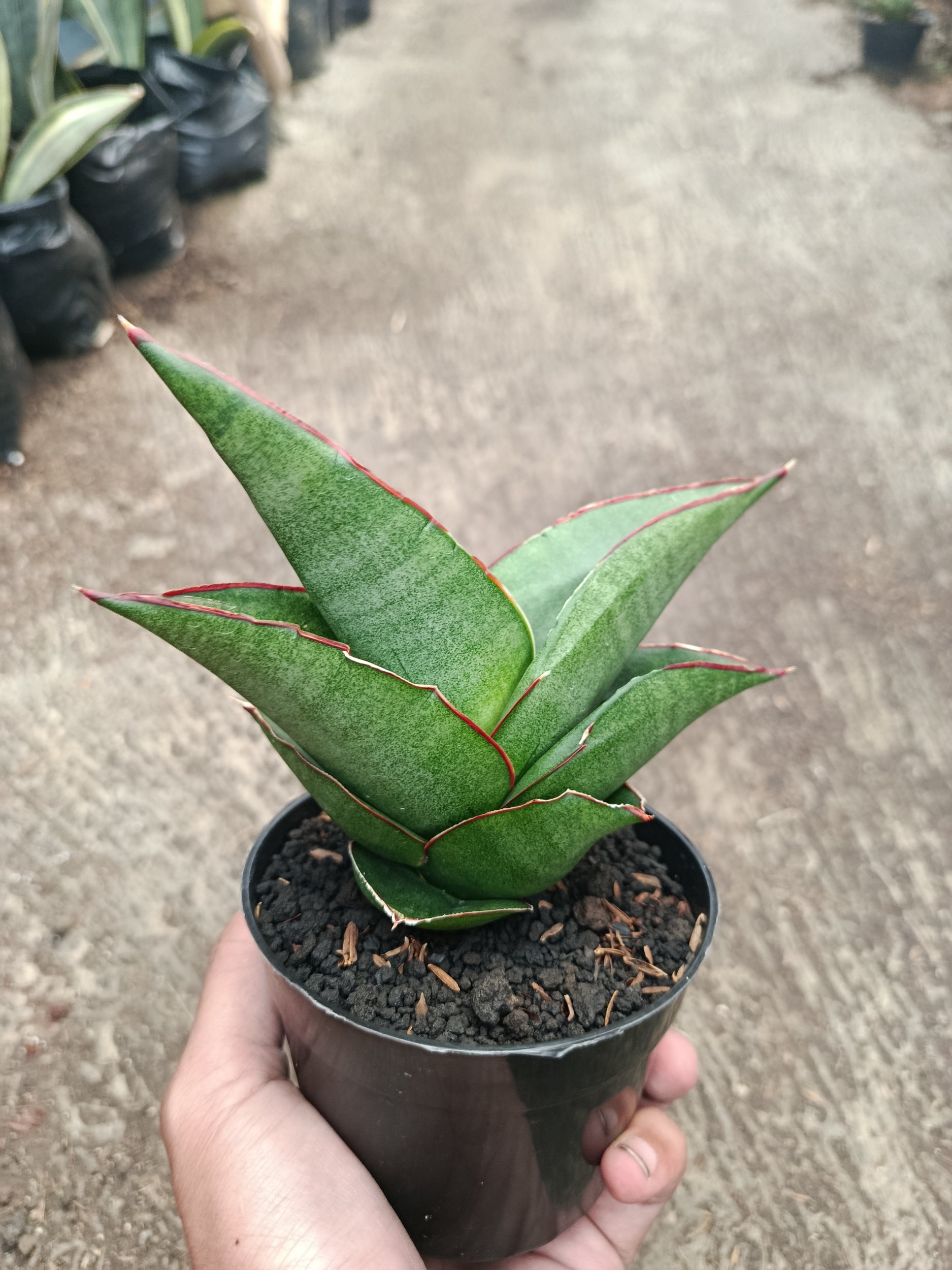 2311. Sanseveria Ybrid Goflame - Image 6