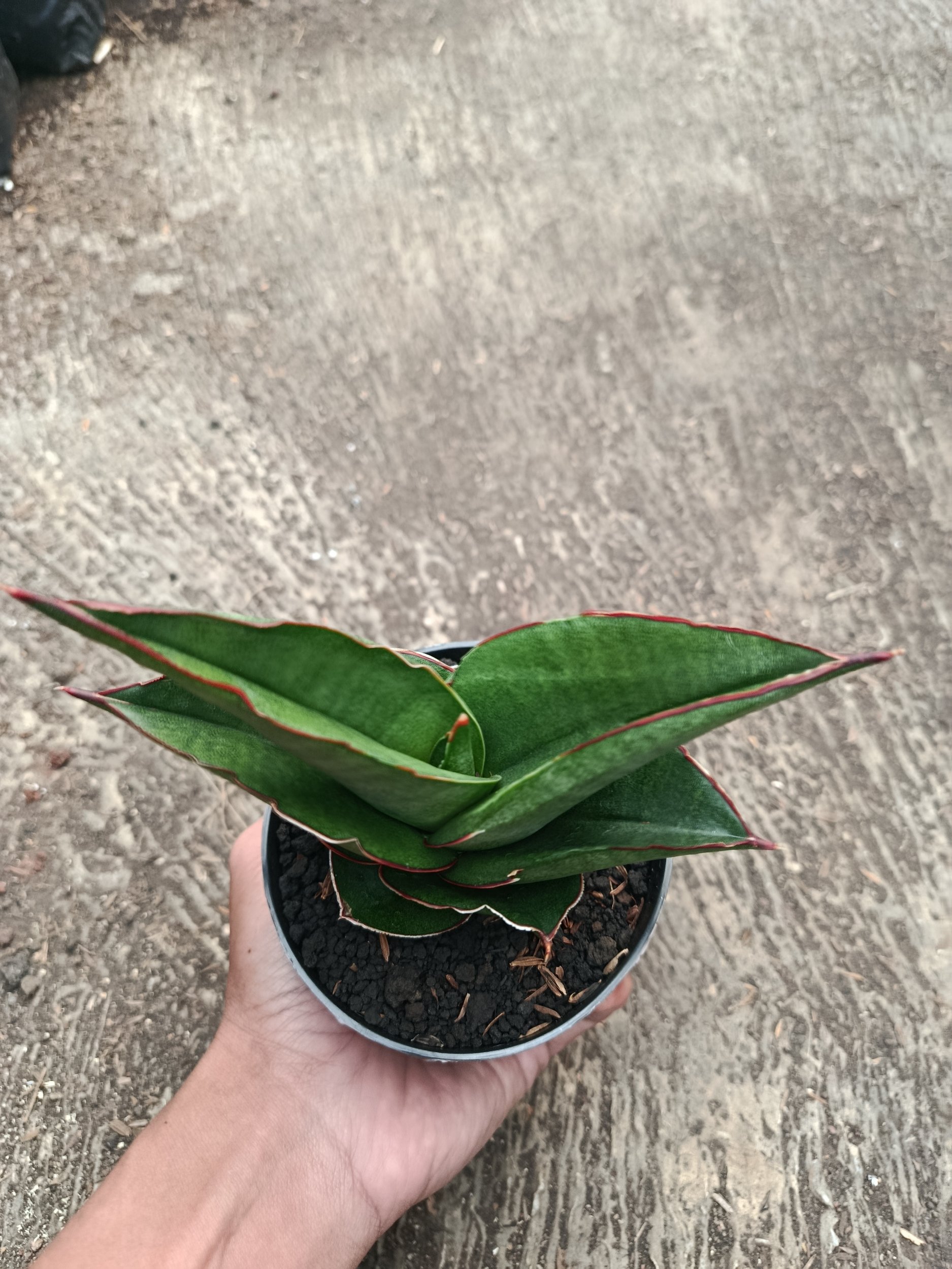 2311. Sanseveria Ybrid Goflame - Image 7