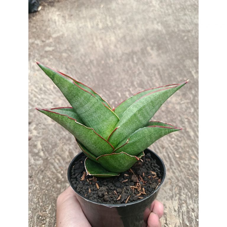 2311. Sanseveria Ybrid Goflame