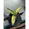 1866. Sansevieria Silver Rose Yellow Variegated