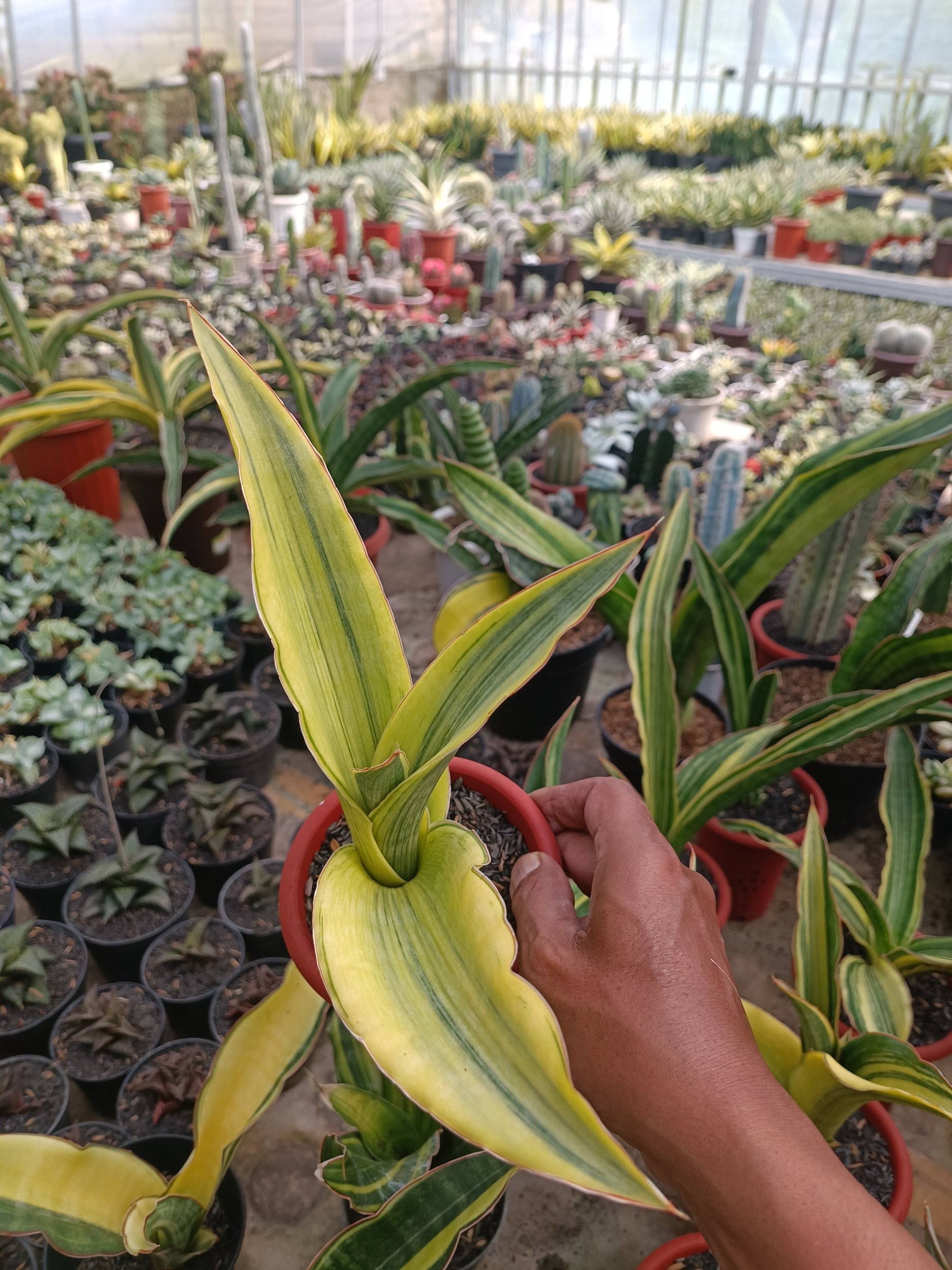 1747. Sansevieria Adelia Variegated - Image 3