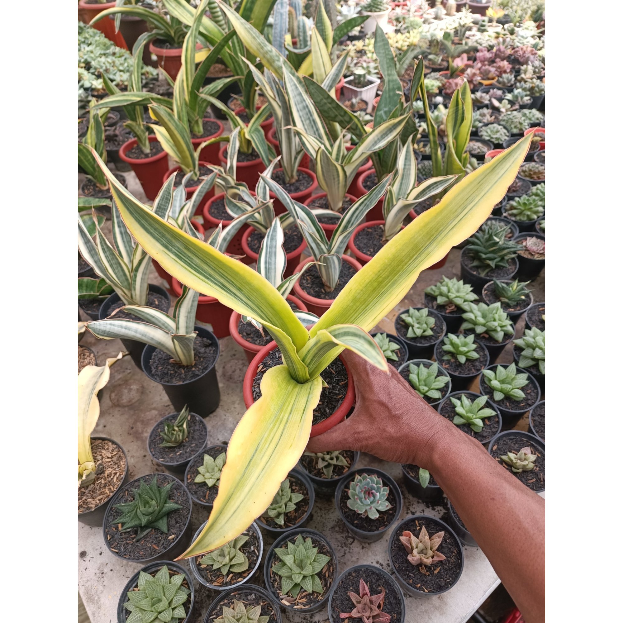 1747. Sansevieria Adelia Variegated - Image 4