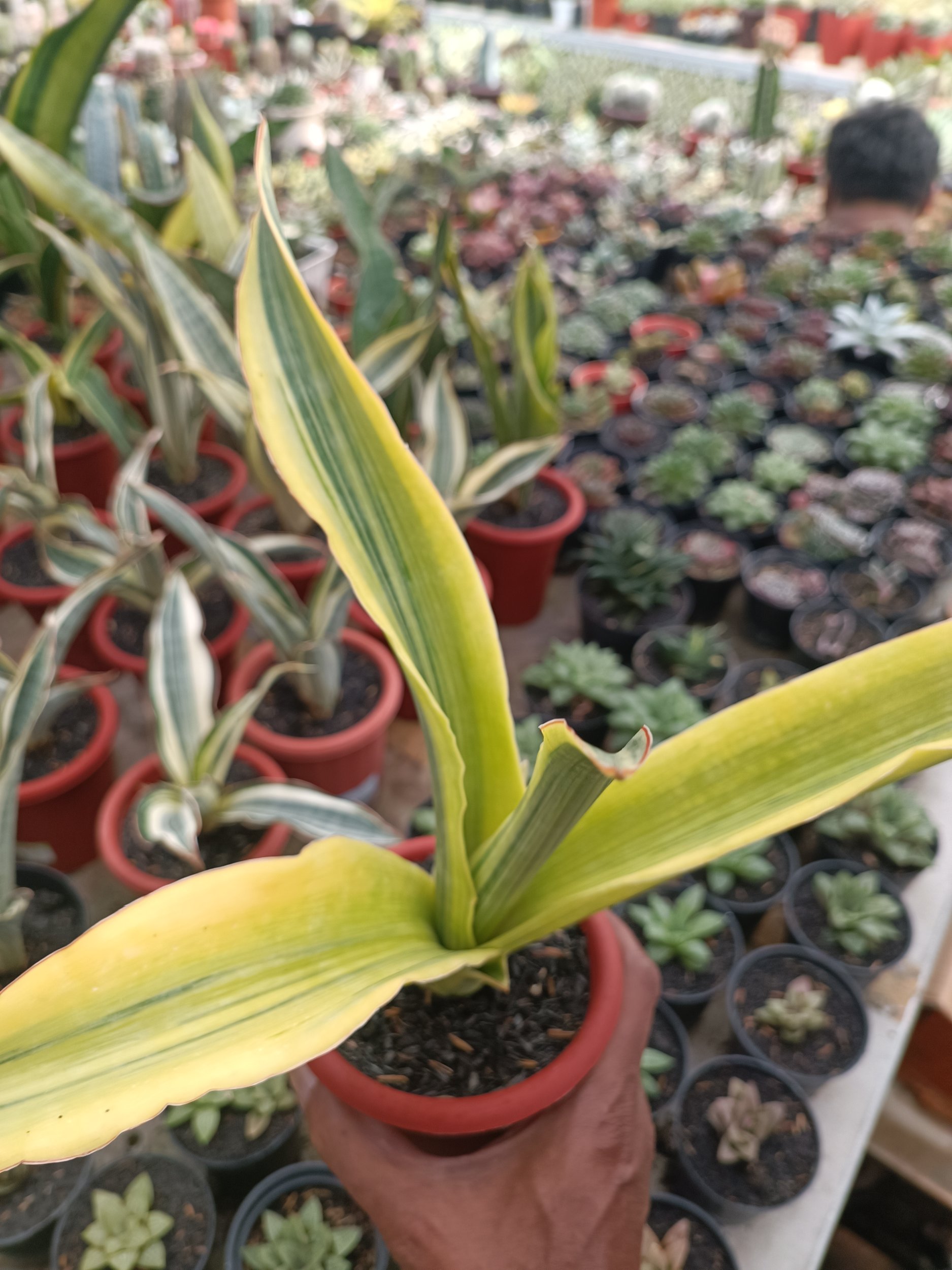 1747. Sansevieria Adelia Variegated - Image 5