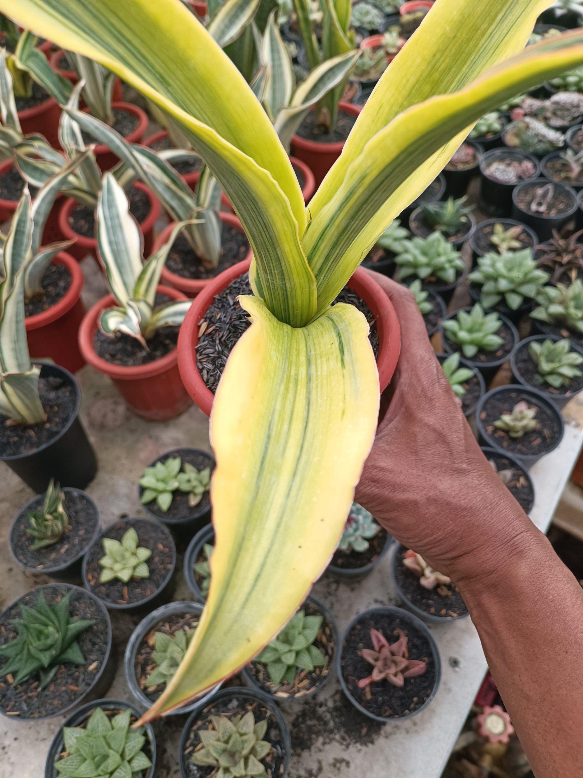 1747. Sansevieria Adelia Variegated - Image 2