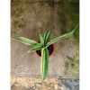 1747. Sansevieria Adelia Variegated