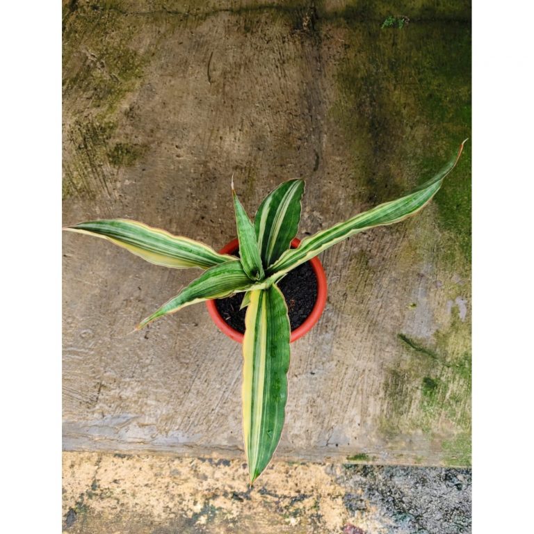 1747. Sansevieria Adelia Variegated