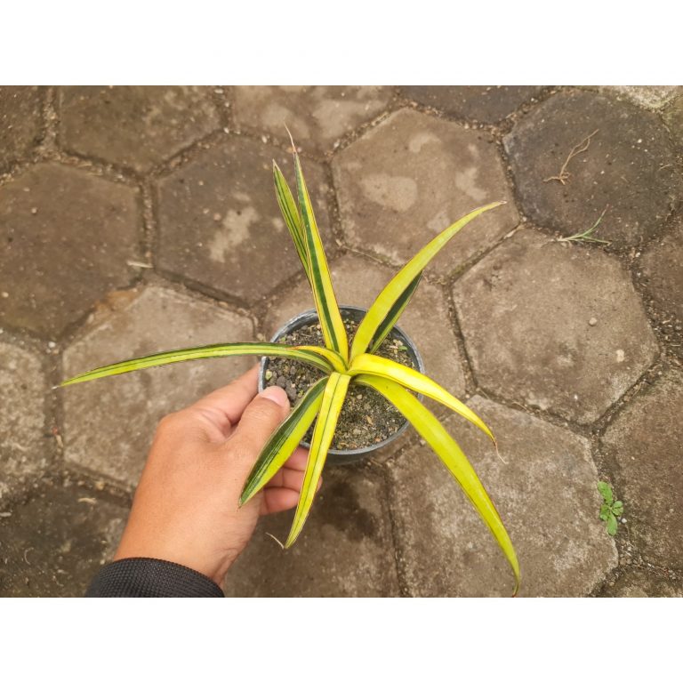 1731. Sansevieria Aetophica Variegated