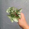 1554. Sansevieria Agata Size 8 Cm 10 Pcs
